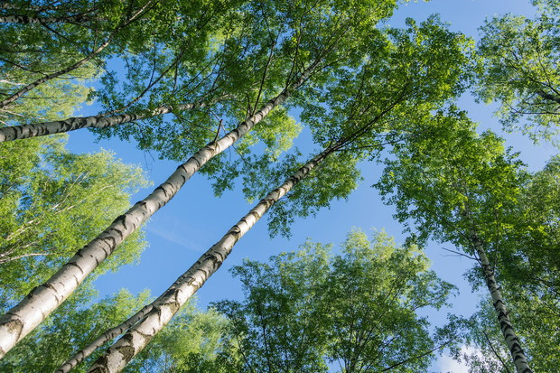 Brzoza z długim pniem i z gęsto rosnącymi - choć niewielkimi - liśćmi doskonale nadaje się do stworzenia zacienionego miejsca (zdj.: Fotolia.com)