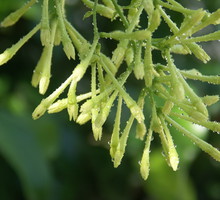 Cestrum Nocturnum - rzadki krzew, pochodzący z Ameryki Środkowej (zdj.: Fotolia.com)