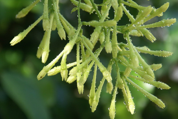 Cestrum Nocturnum - rzadki krzew, pochodzący z Ameryki Środkowej (zdj.: Fotolia.com)