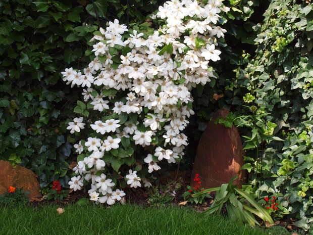 CLEMATIS "JERZY POPIEŁUSZKO"