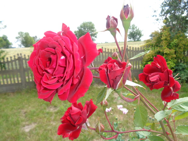 Czerwona wielkokwiatowa.