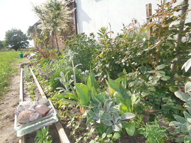 Czyściec wełnisty pięknie zadarni miejsce po tulipanach. 