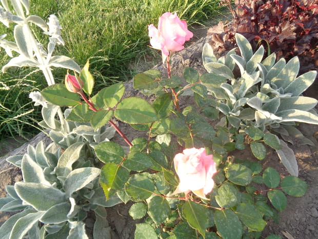 Czyściec wełnisty z różami.