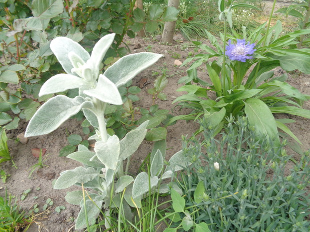 Czyściec wełnisty. 