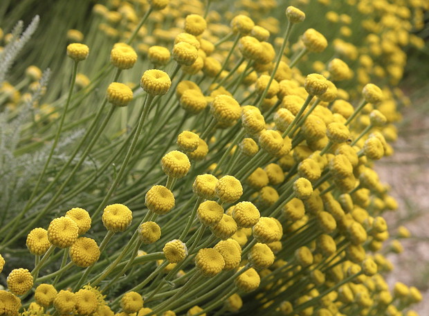 Doskonale w wielu miejscach wkomponować da się również santolinę, bez obaw o obumieranie kwiatów związane z upałami(zdj.: Fotolia.com)