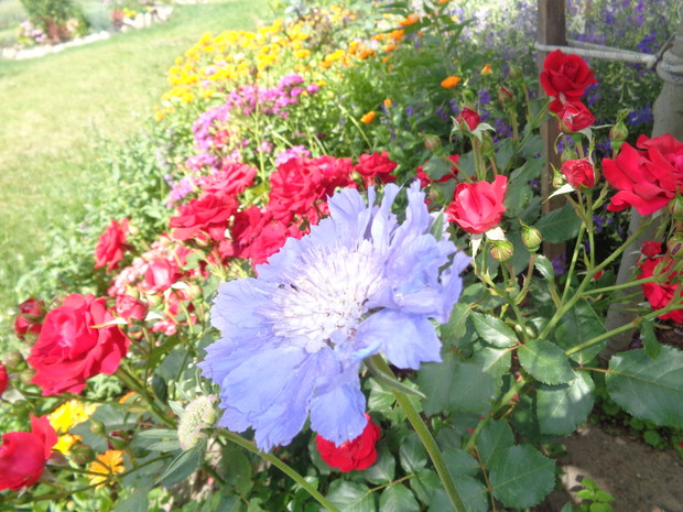 Drakiew na tle róży.