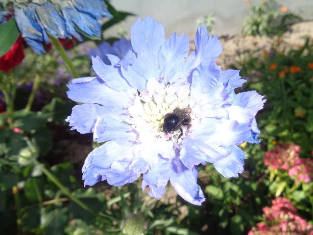 Drakiew uwielbiają owady.