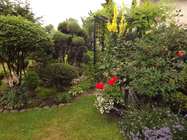 Dziewanna wielkokwiatowa (dziewanna lekarska)