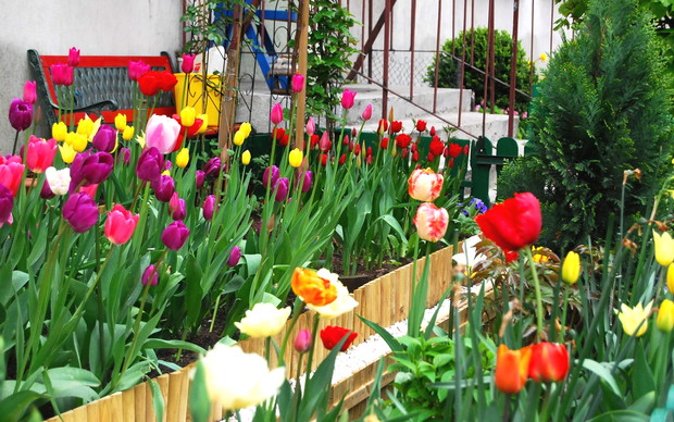 Eksplozja tulipanowa:>