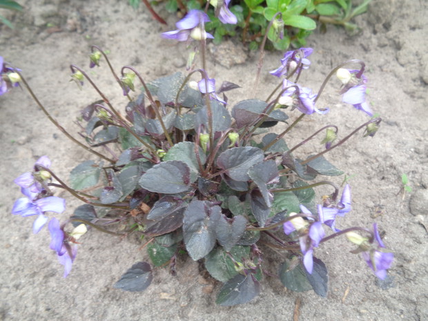 Fiołek o cudnych fioletowych kwiatkach.