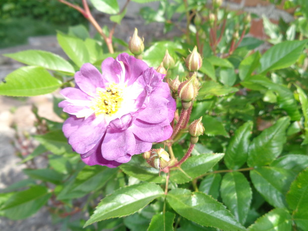 Fioletowa pnąca o silnym wzroście.