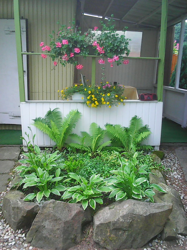 Funkie ,paprocie,barwinki.