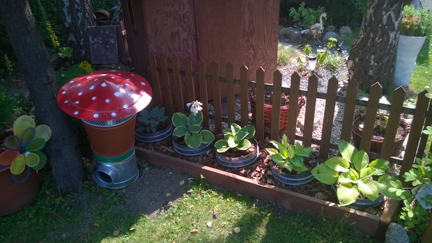 funkie w cieniu grzybka