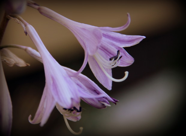 Hosty w fiołkowym kolorze ;) 