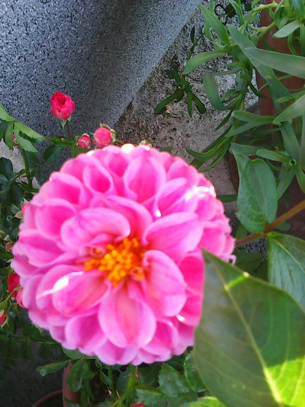 i pierwsza tegoroczna dalia...