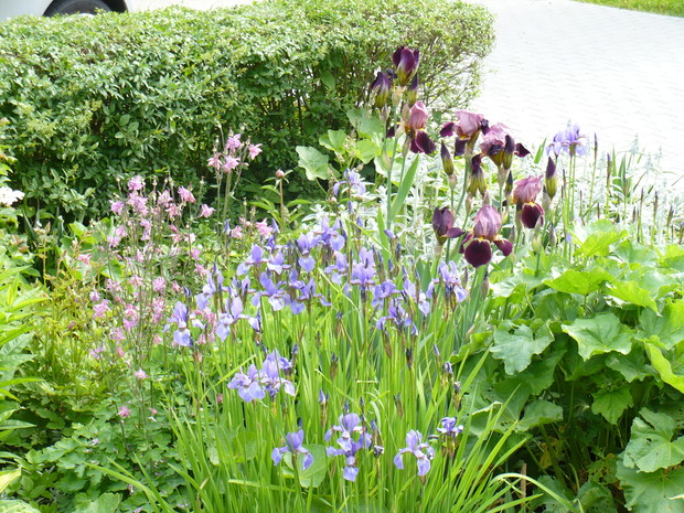 Irysy z orlikami i malwami.