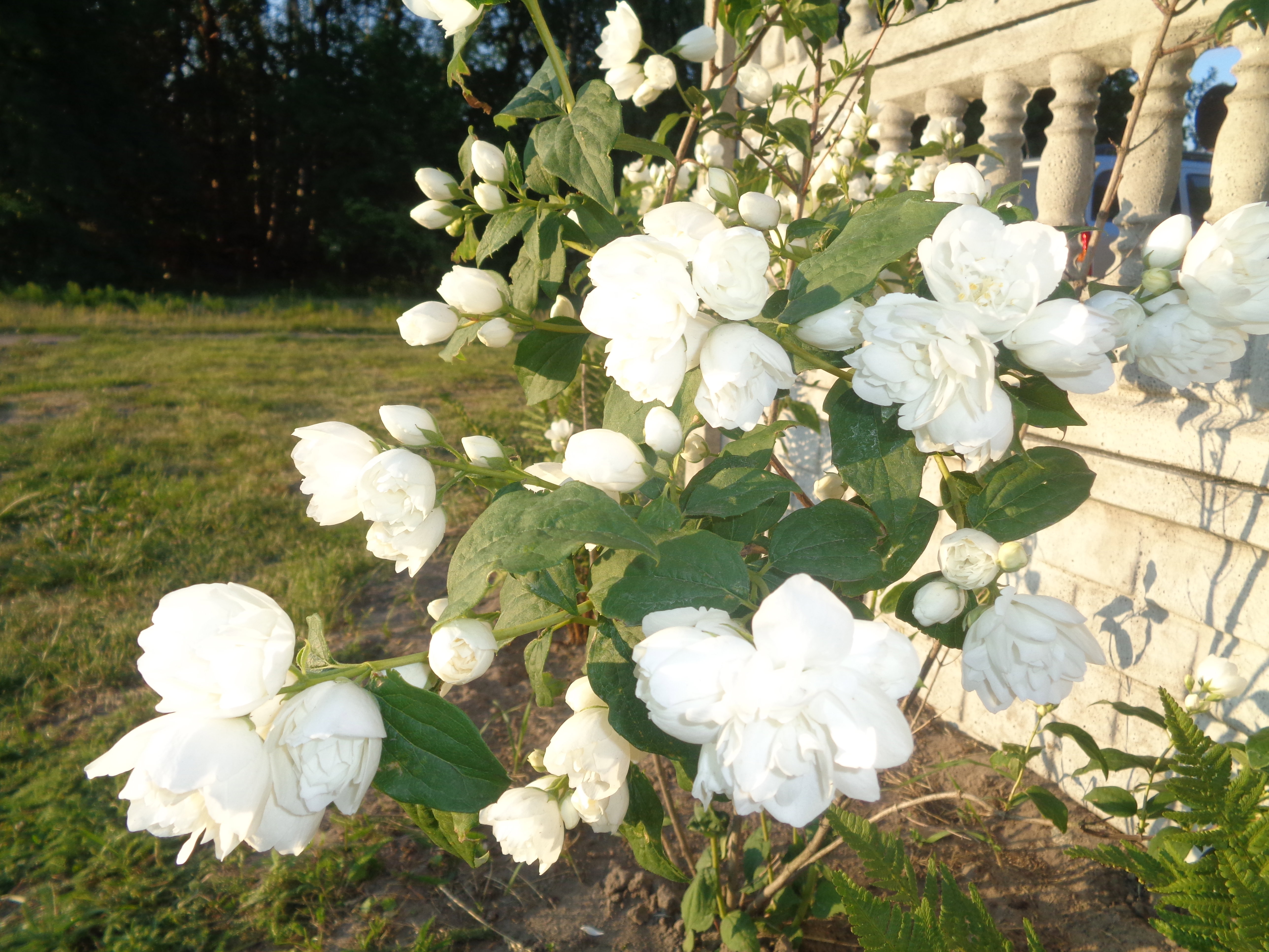 Jaśminowiec wonny oblany bielą .