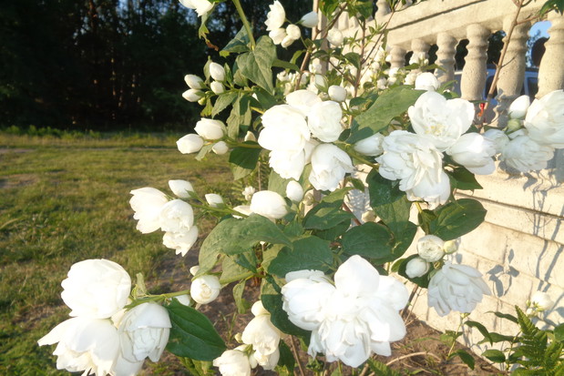 Jaśminowiec wonny oblany bielą .