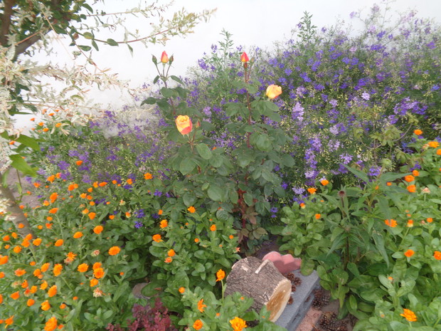 jednoroczne z różami