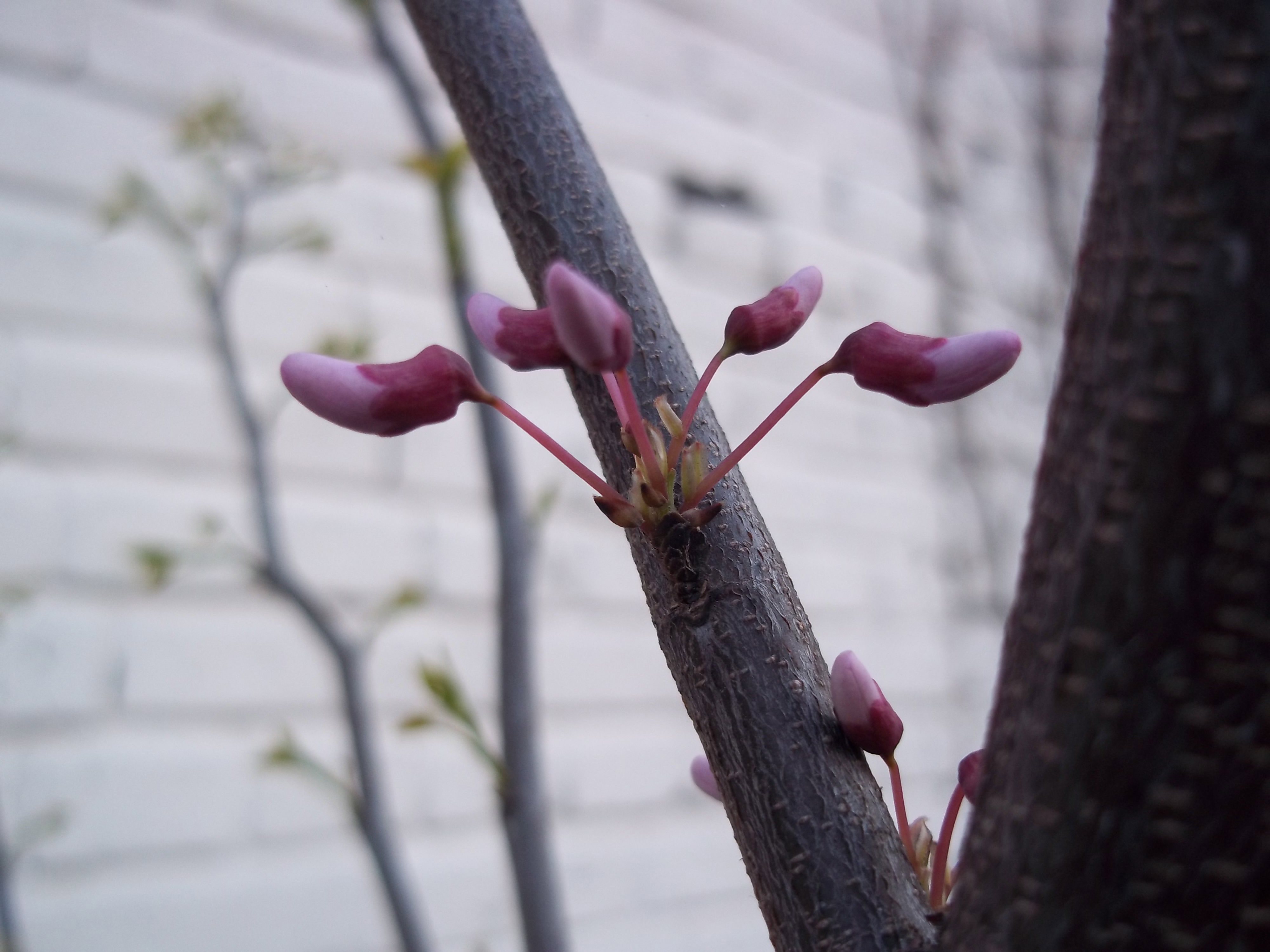 Judaszowiec - nowość w moim ogrodzie :)