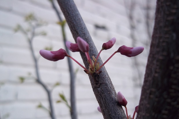 Judaszowiec - nowość w moim ogrodzie :)