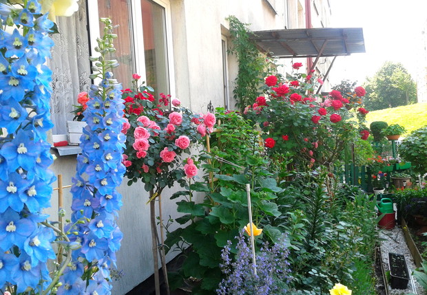 Kocham czerwiec, czas róż, ostróżek, słonecznych wiesiołków...