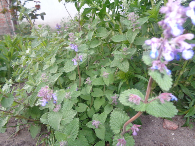 Kocimiętka Faassana