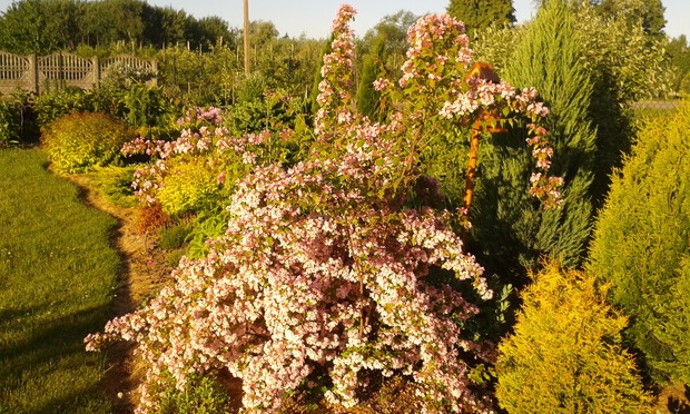 Kolkwicja w kaskadzie kwiatów