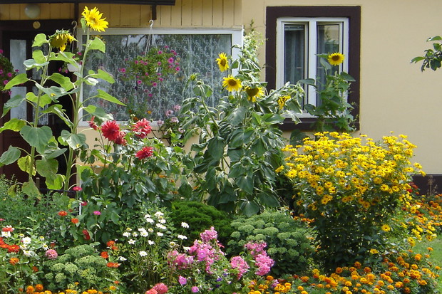 kolorowe lato przed wiejską chatką