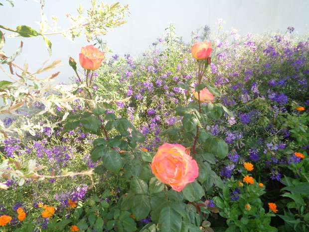 Kremowo-żółto-różowa to urocza wielkokwiatowa.