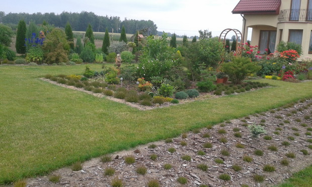 Krzewuszkowy zakątek z perspektywy wrzosowiska :)