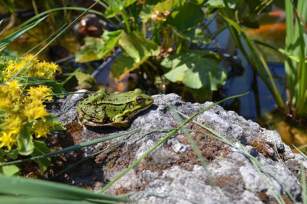 Książę czekający na pocałunek