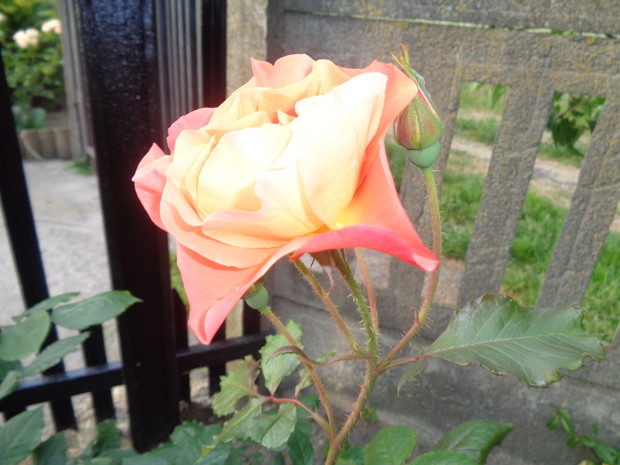 Kwiat róży pnącej herbacianej.