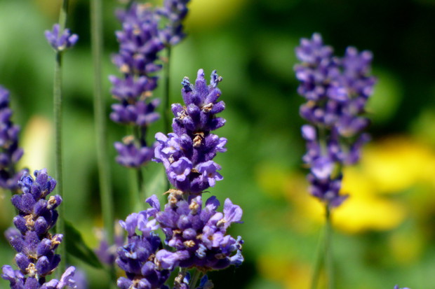 Kwiatuszki lawendy ;)