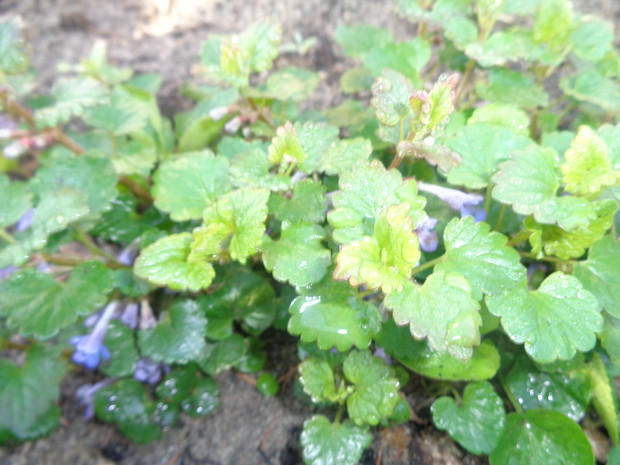 Kwiaty bluszczyku są niebieskie. 