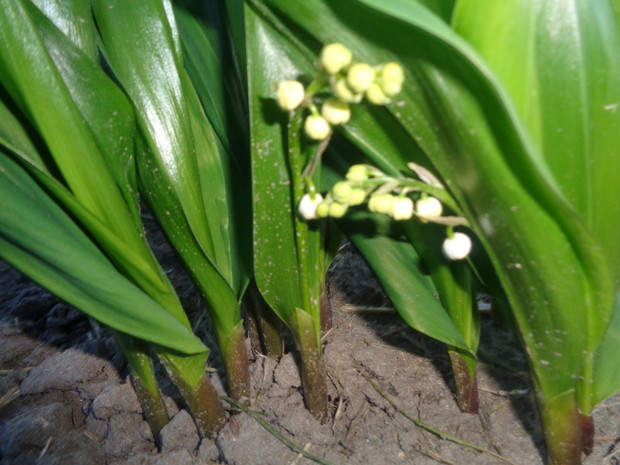 Kwiaty konwalii są białe. 