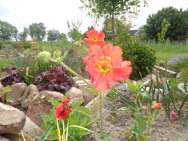 Kwiaty kuklika są pomarańczowo-czerwone.