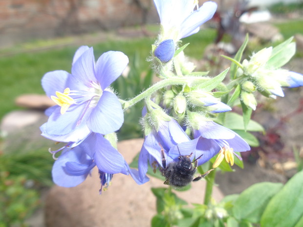 Kwiaty wielosiłu chętnie odwiedzają owady.