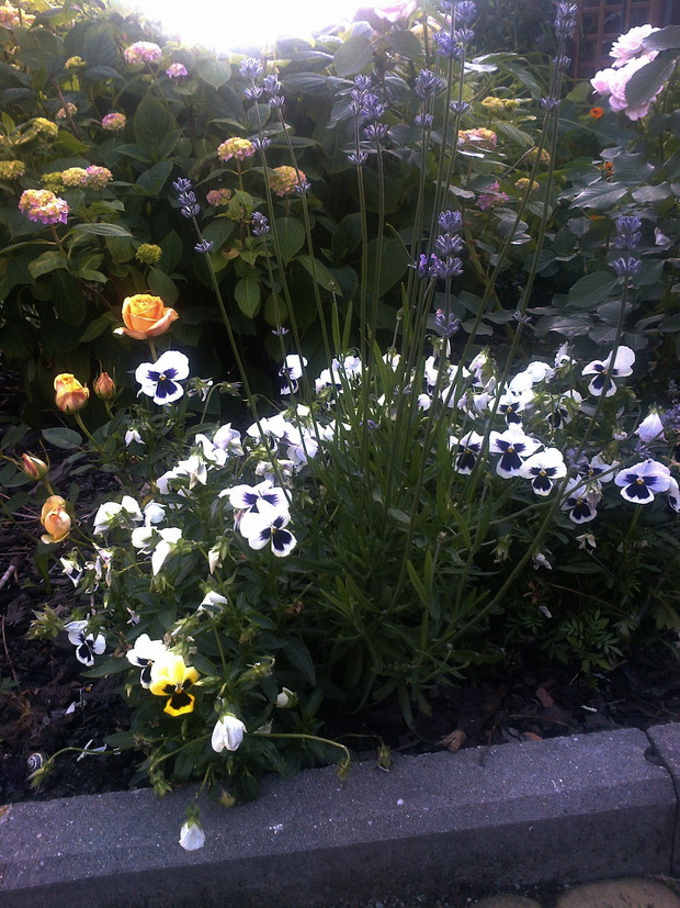 Lawenda w sąsiedztwie bratków i róż.