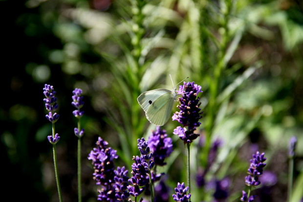 Lawendowy zapach z motylkiem :)