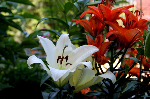 Liliowe piękności :) 