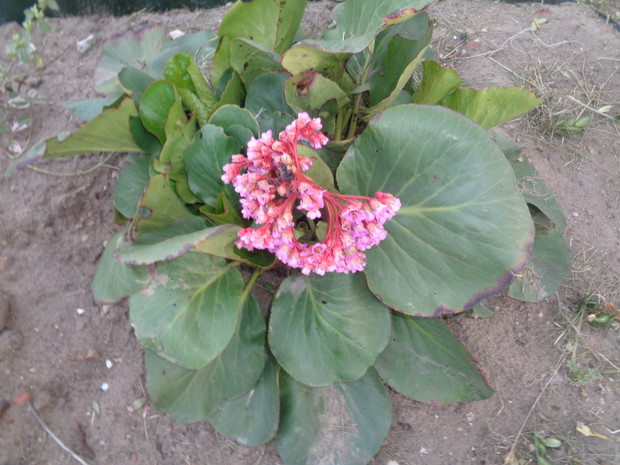 Liście bergenii mają mocno zielony kolor.