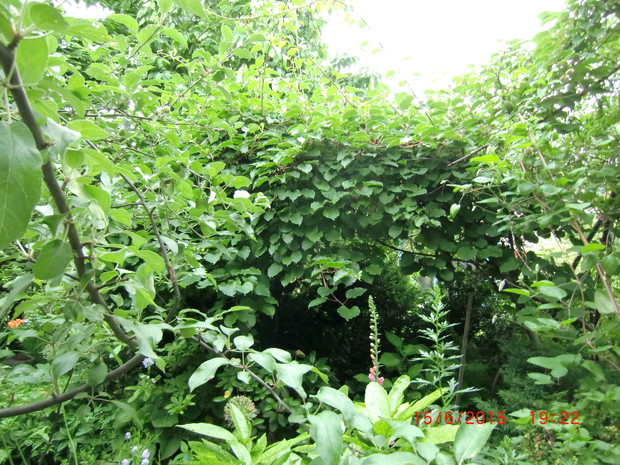 Mini kiwi w moim ogródku