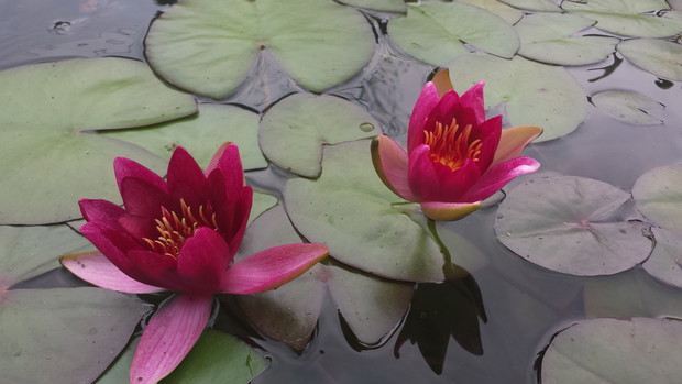 Miniaturowa Pygmaea rubra 