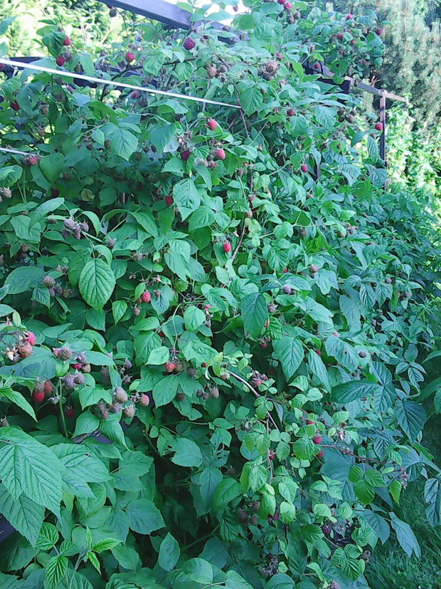 Mój maliniak a w nim : maliny :)