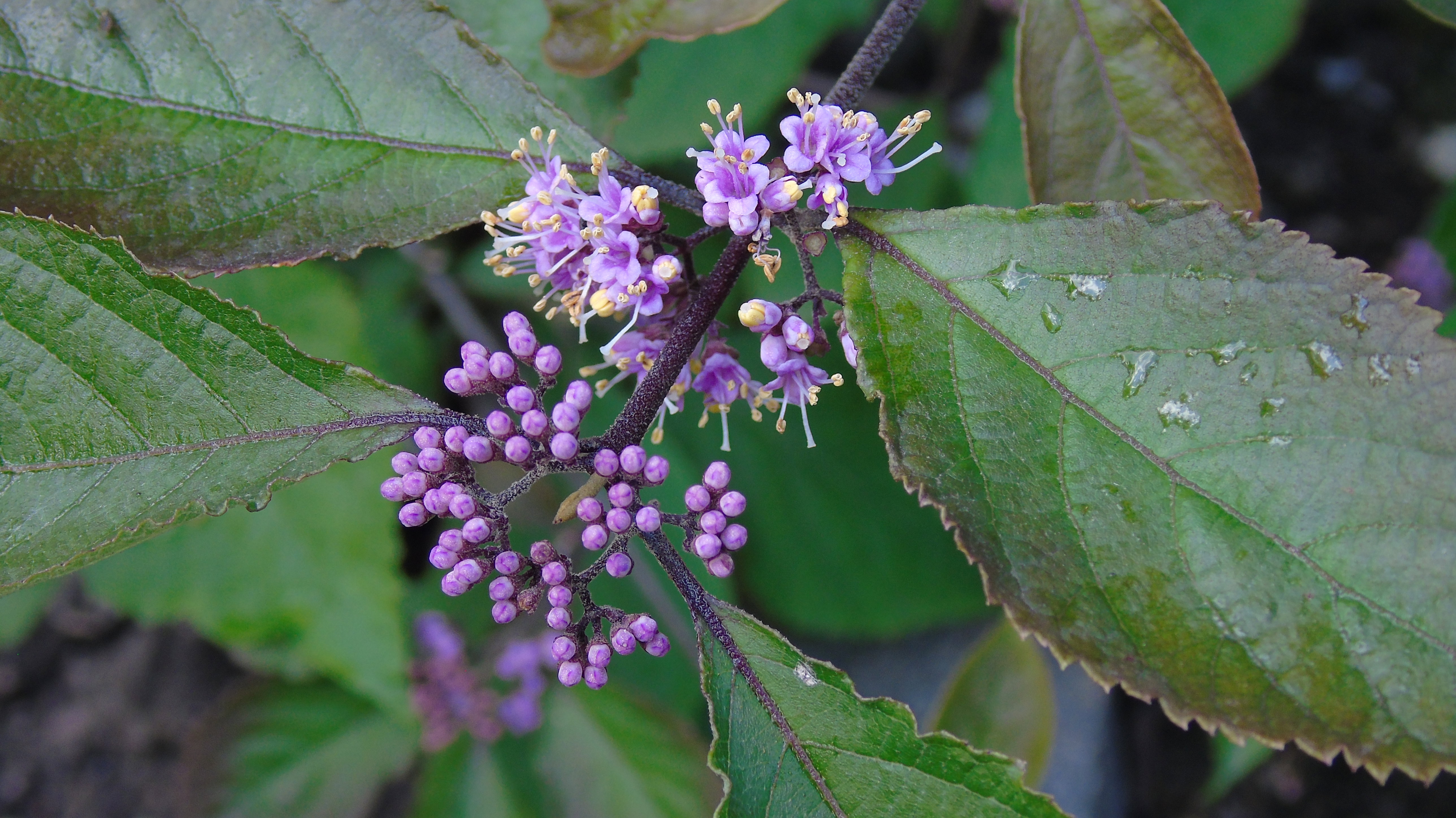 Moja pięknotka wyhodowana z nasionka. W tym roku zakwitła po raz pierwszy. Teraz czekamy na fioletowe owoce, które będą dodatkową ozdobą naszego ogrodu.