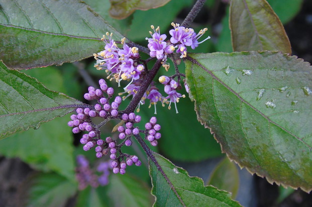 Moja pięknotka wyhodowana z nasionka. W tym roku zakwitła po raz pierwszy. Teraz czekamy na fioletowe owoce, które będą dodatkową ozdobą naszego ogrodu.
