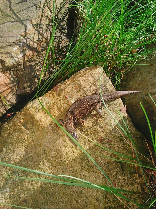 Moja przyjaciółka jaszczurka,która mieszka w ogrodzie od ubiegłego roku.