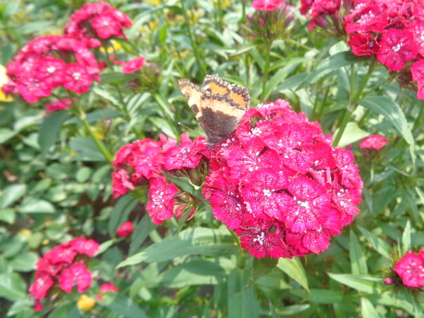 Motyle uwielbiają goździki brodate.