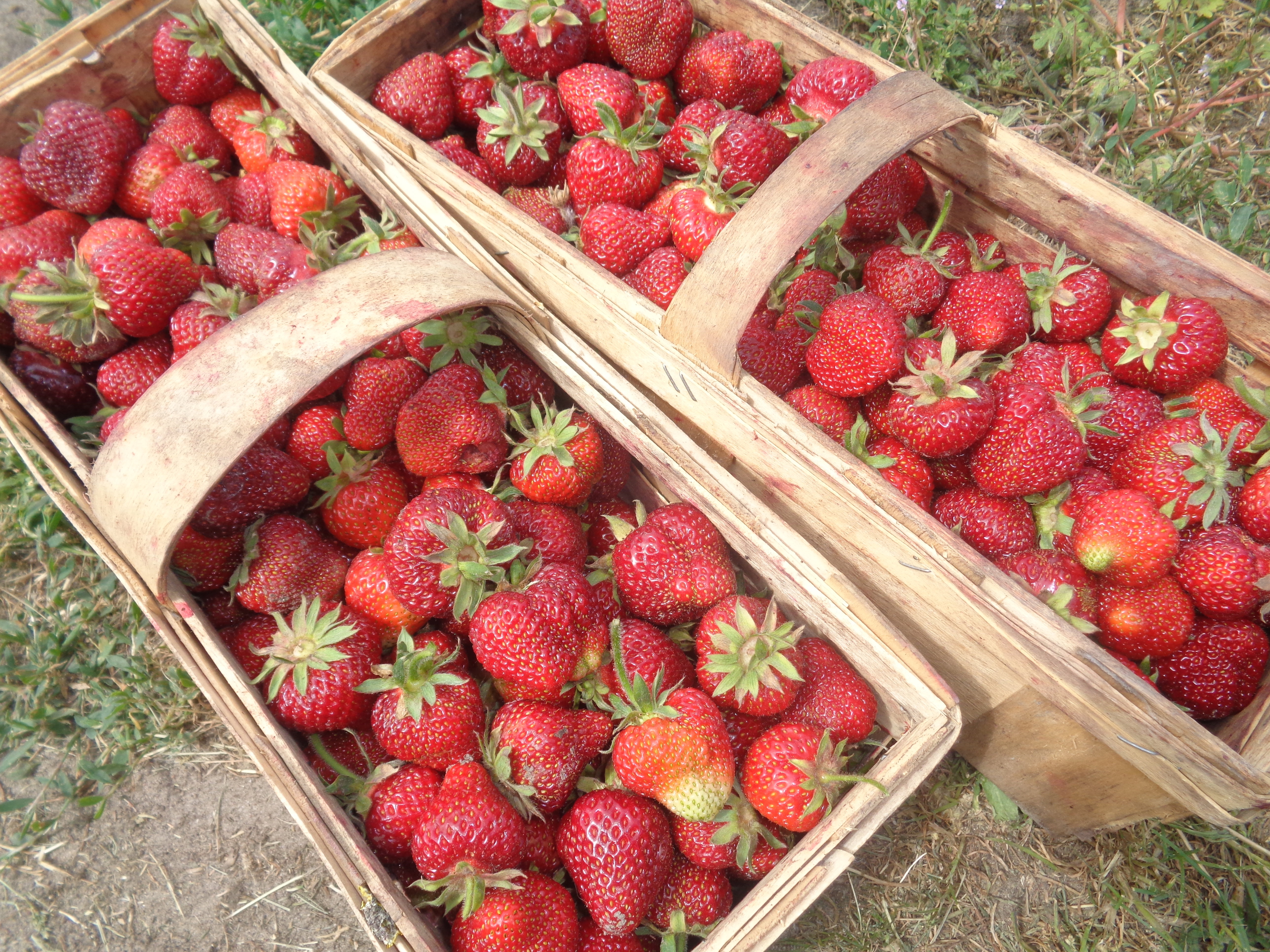 Możemy pozwolić sb na codzienne ich spożywanie. 
